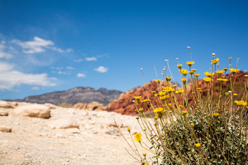 Wildflowers in Red Rock Canyon