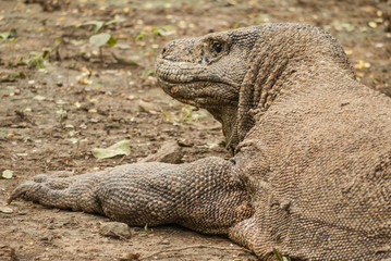 Komodo Dragon