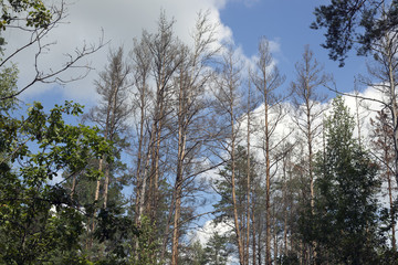 Coniferous forests are dying from bark beetle. Environmental disaster.