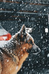 Dog and snow