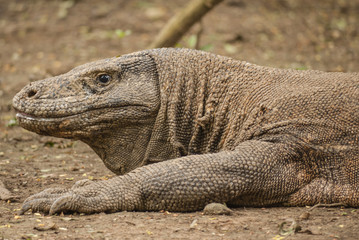 Komodo Dragon