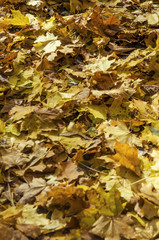 Autumn fallen leaves on the ground in the forest