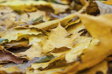 Autumn fallen leaves on the ground in the park. Seasonal picturesque background