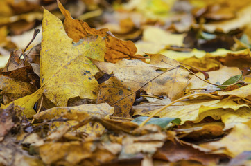 Autumn fallen leaves on the ground in the park