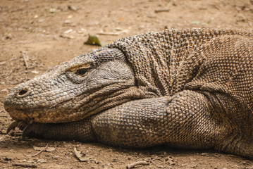 Komodo Dragon