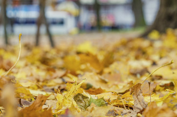 Autumn fallen leaves on the ground in the park