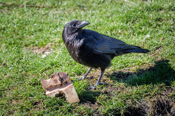 Crow looks around and guards his booty.