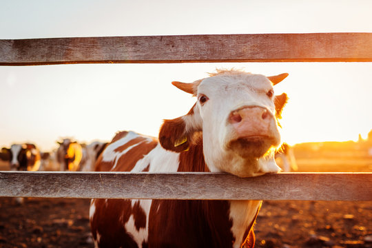 Close-up of white and brown cow on farm yard at sunset. Cattle walking outdoors in summer