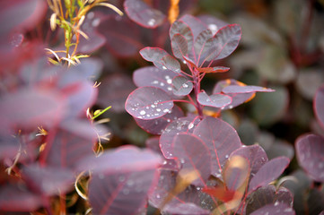 gouttes d'eau sur feuilles d'une plante
