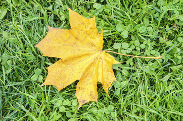 Autumn fallen leaves on the ground in the park
