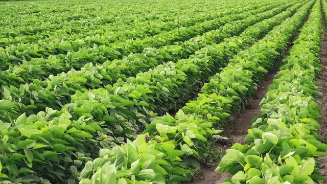 Wind Is Blowing In Green Soybean Field