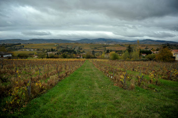 Fototapeta na wymiar champ de vigne dans le beaujolais temps nuageux 