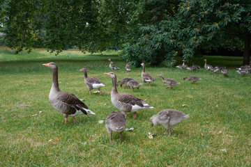 Flock of greylag geese grazing in London Hyde Park