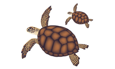Sea brown turtle on white background. Vector illustration