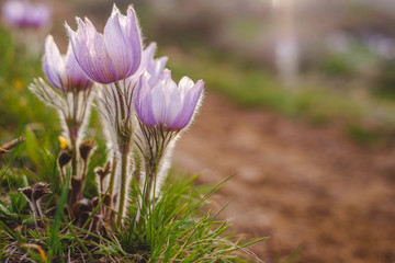 Alpine FLowers