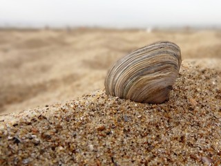 Muschel im Sand