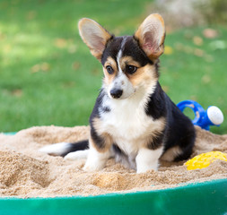 Welsh Corgi Hündin im Sandkasten