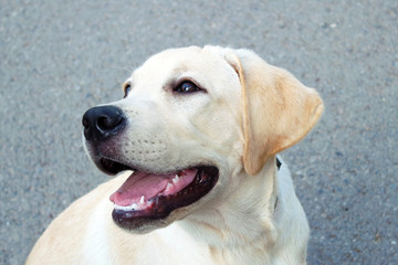labrador portrait .dog gold retriever