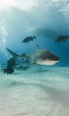 Obraz na płótnie Canvas Tiger shark at Tigerbeach, Bahamas