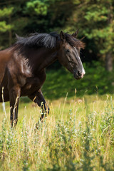 Fototapeta premium Pferd läuft über die Koppel
