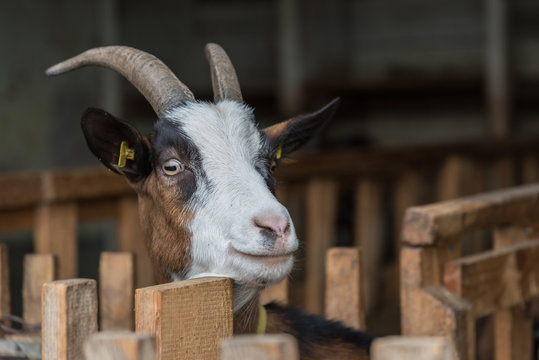 curious goat in the goat shed