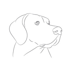dog portrait, lines, vector