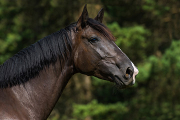 Obraz premium Deutsches Reipferd Portrait