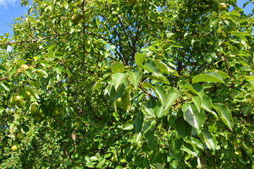 pear, tree, green, nature, leaf, plant, leaves, spring, summer, branch, garden, flower, foliage, sky, natural, fresh, forest, flora, bright, white, light, color, food, agriculture, blooming, growth