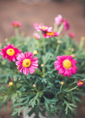 Pinke Margeritenblüte