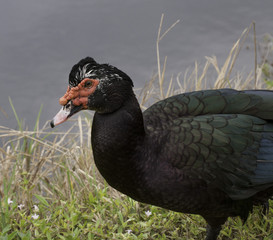 Fototapeta premium Male black muscovy duck with a red bumpy patch of flesh by its eyes and bill is standing on dried grass with light blue water in the background.