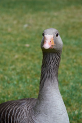 Close-up view of adult greylag goose’s head