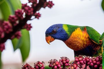 Rainbow Lorikeet 8