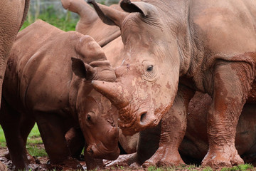 Obraz premium Rhinoceros