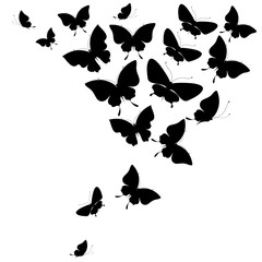 black butterfly, isolated on a white