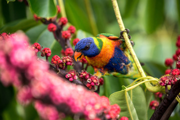 Rainbow Lorikeet 7