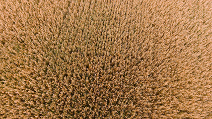 Background of a field of wheat from directly overhead.