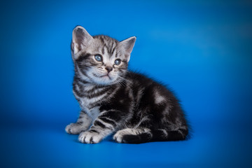 studio photography of an American shorthair cat on colored backgrounds