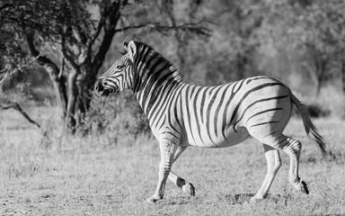 Fototapeta na wymiar Burchells Zebra Savuti 