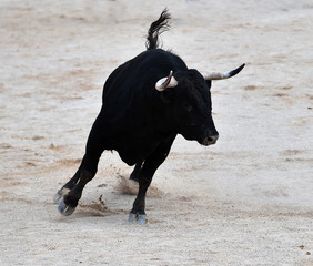 bull black in spain