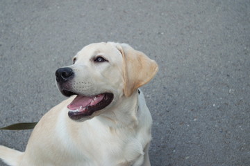 dog gold retriever , light Labrador