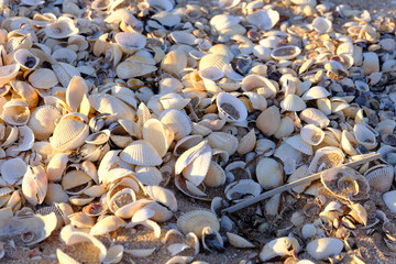 Shells