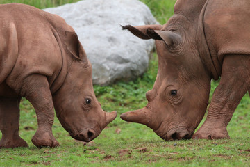 Fototapeta premium Rhinoceros