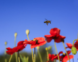 Naklejka premium little honey bee flutters over a summer meadow with clear clear blue sky and red poppies in search of nectar