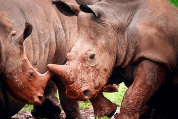Fototapeta premium Rhinoceros