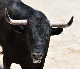 bull in spain