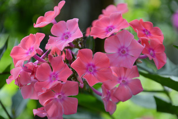 phloxes, phlox, background, backdrop, flower, pink, nature, plant, garden, blossom, green, spring, flora, flowers, floral, rose, bloom, orchid, beauty, purple, summer, macro, beautiful, petal
