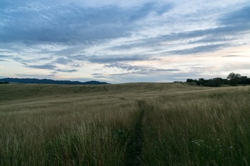Green grass on meadow. Slovakia
