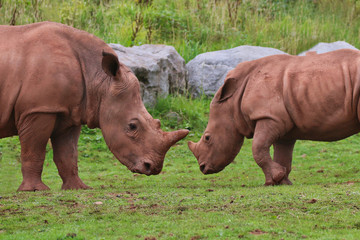 Obraz premium Rhinoceros