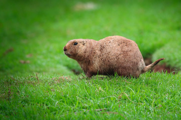 Prairie Dog looking to the left