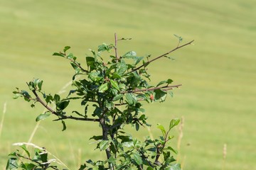 Trees in the park. Slovakia